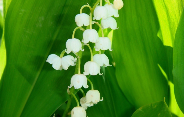 Цветы ландыши