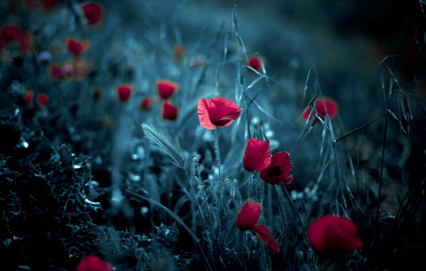 Цветки мака