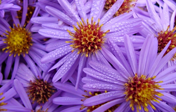 Цветы с каплями на лепестках