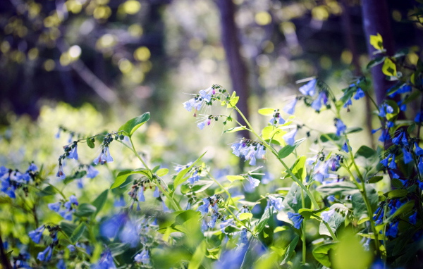 Лесные цветы колокольчики