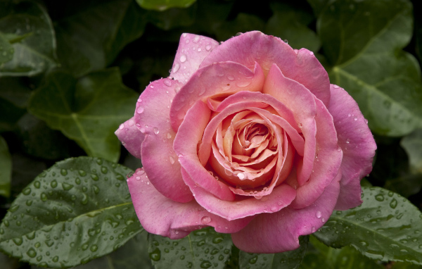 Большая роза с каплями воды