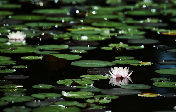 Лилии на темной воде
