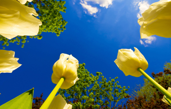 Взгляд на тюльпаны снизу