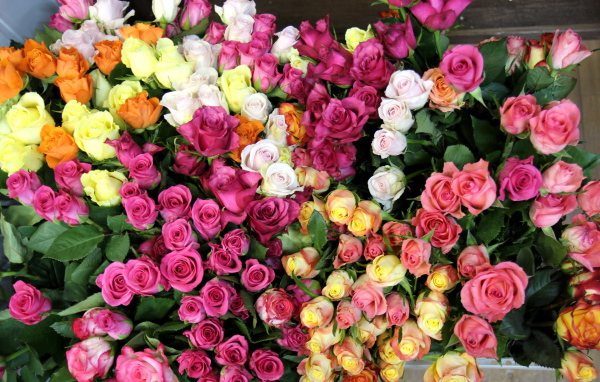 Гора разноцветных роз