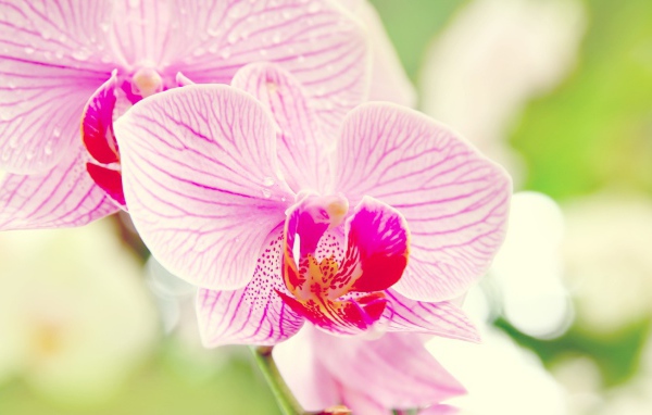 Розовые орхидеи