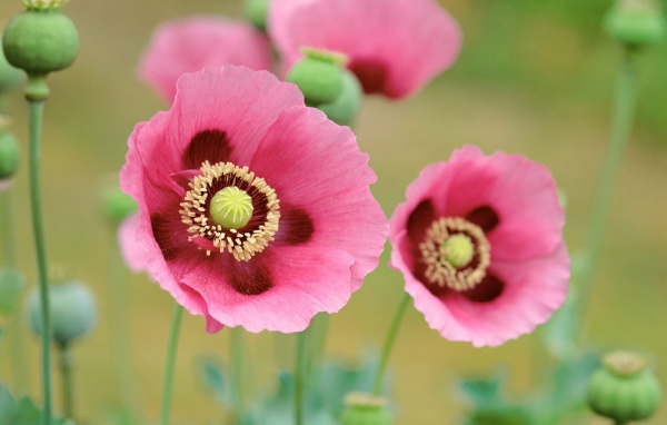 Розовые цветы мака