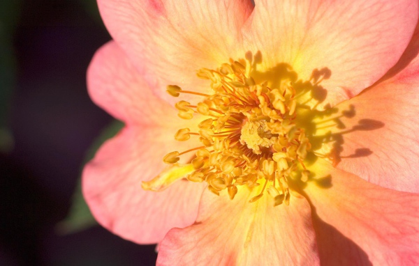 Пестики цветка