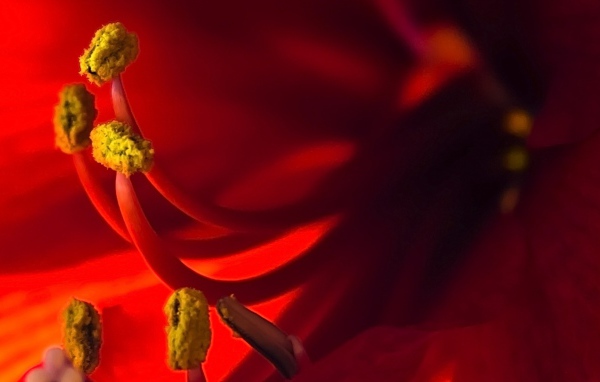 Пестики красного цветка