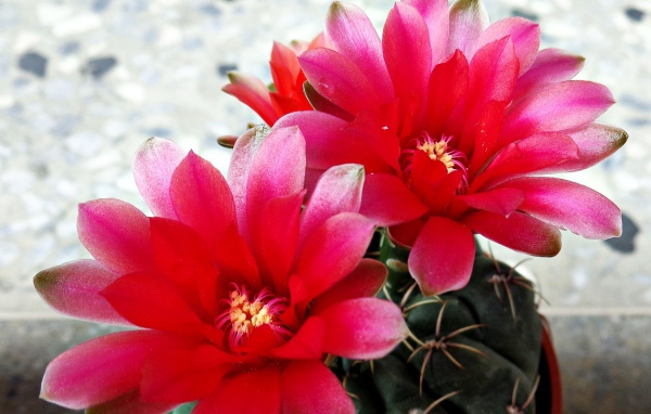 Красные цветы на кактусе