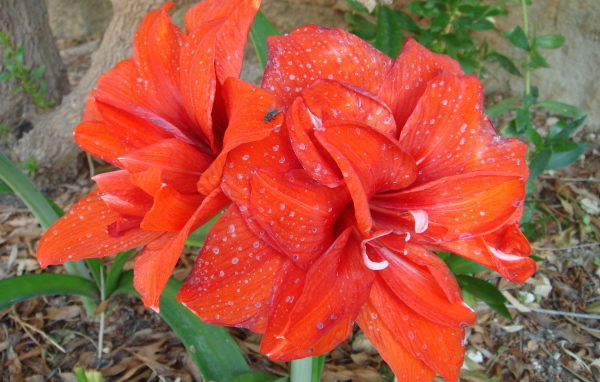 Красные цветы с каплями