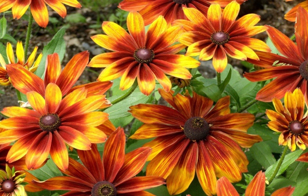 Красно желтые цветы