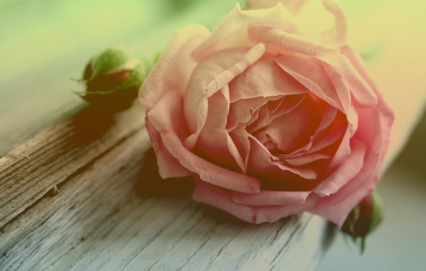 Роза и бутоны на доске