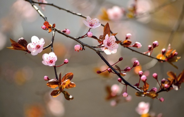 Ветка вишневого дерева