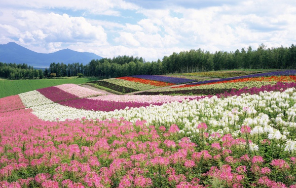 Цветочные поля летом