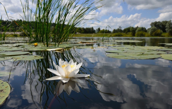 Цветок на воде
