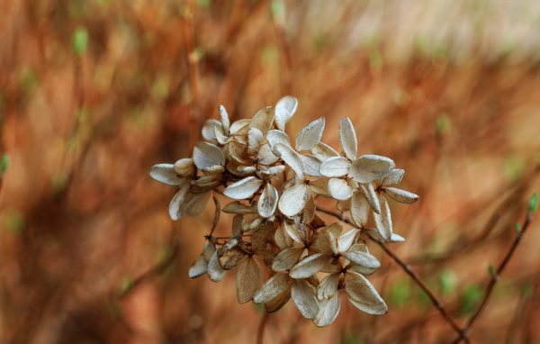 Завядший цветок