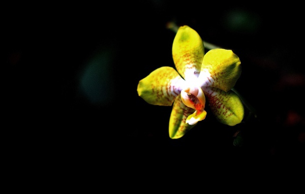 Желтая орхидея на черном фоне