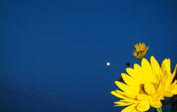 Желтый цветок на синем фоне