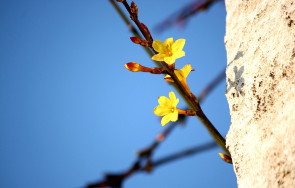 Желтые цветы на ветке