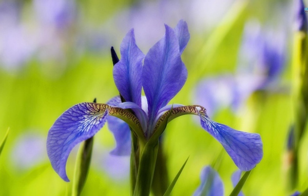 Ирис только распустился