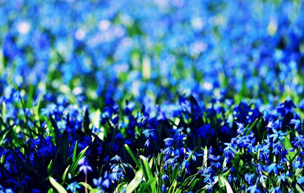 Васильковое море