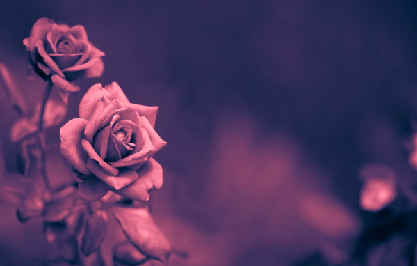 Кремовая роза