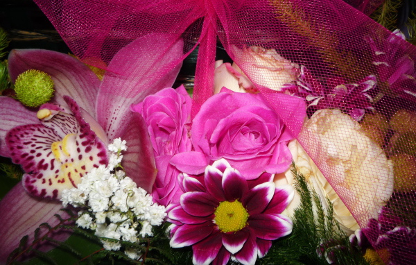 Цветы хризантема