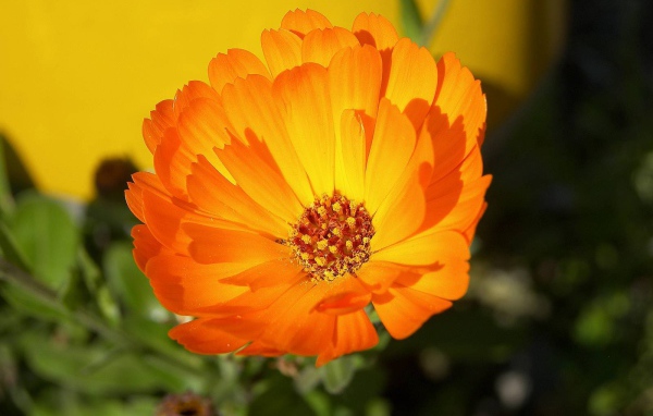 В саду красивые цветы календула