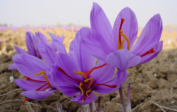 Цветы шафран 