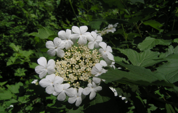 Растение резуха