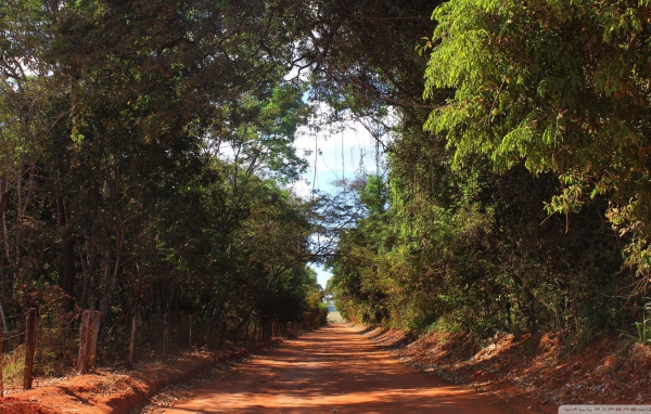 Аллея в лесу