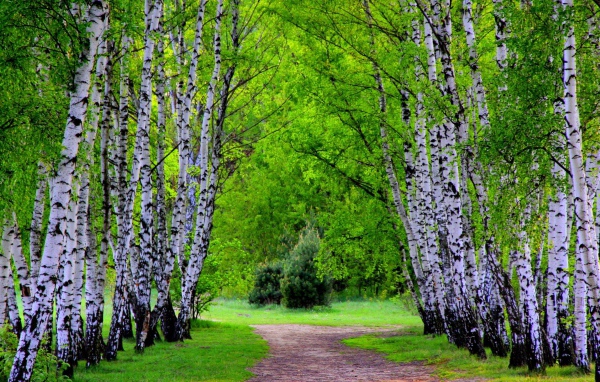 Alley of birch trees