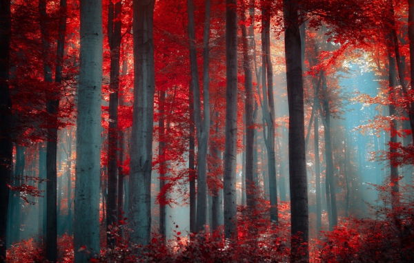 Осенний лес