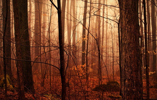 Осенний лес в тумане