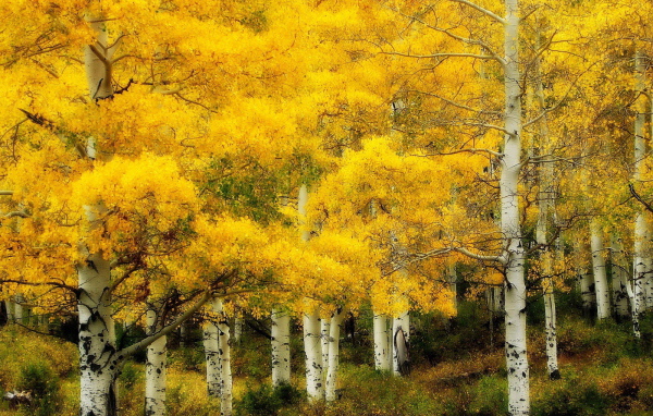 Осень в березовой роще