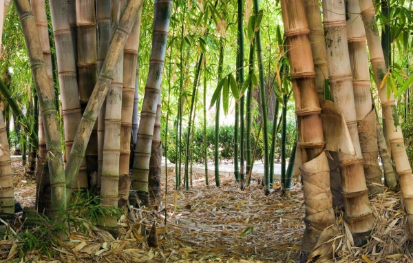 Бамбук на дикой природе