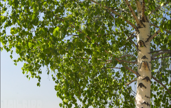 Береза на фоне неба