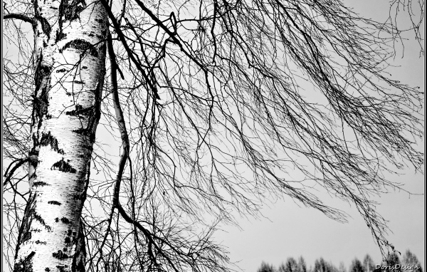 Береза зимой