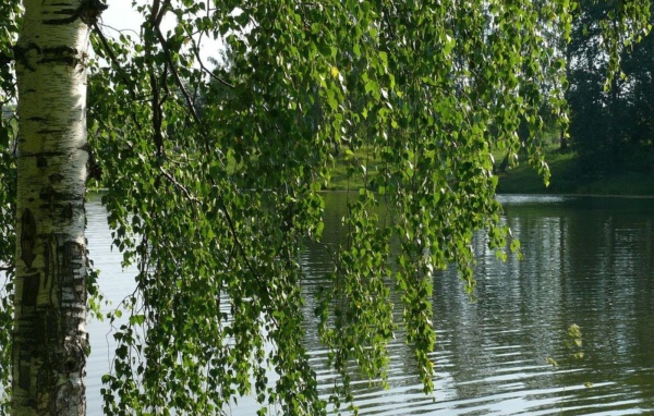 Береза на берегу реки