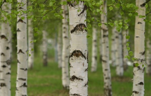 Березовая роща