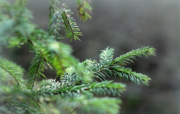 Ветки елки