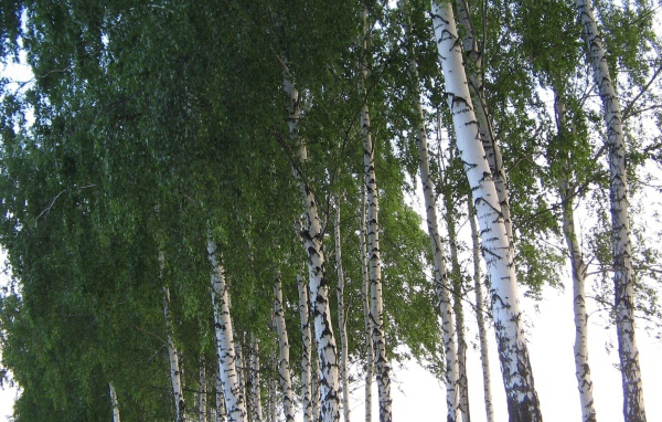 Crown of birch trees