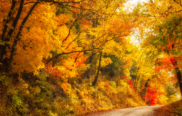 Глубокая осень в лесу