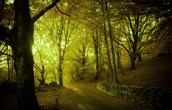 Свет пробивается через лесную чащу