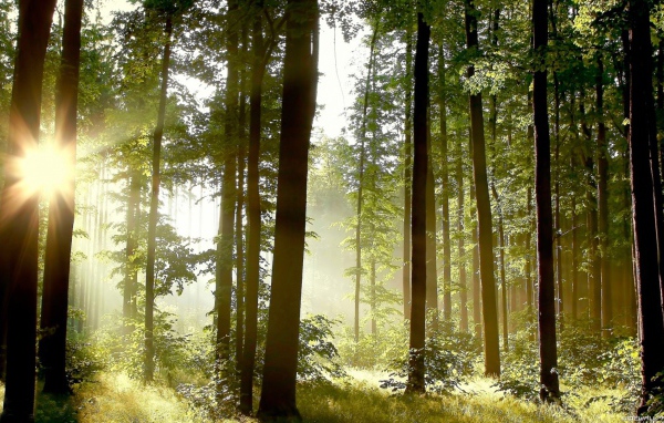 Утро в сосновом лесу