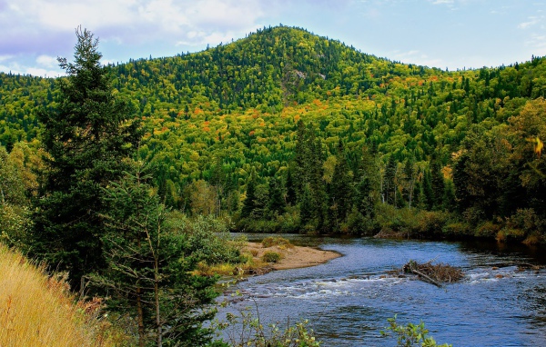 Гора покрытая лесом