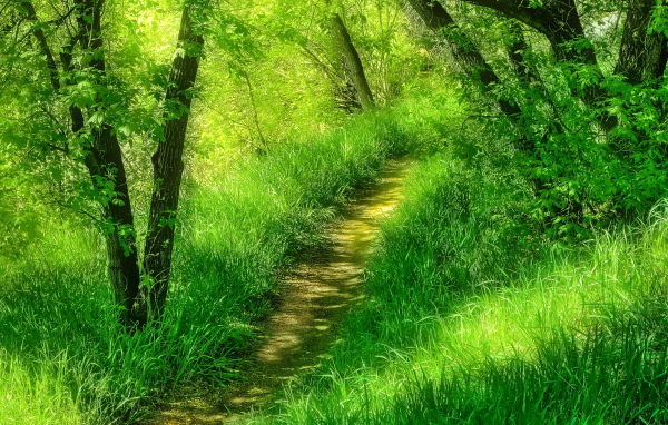 Тропинка среди лесной травы