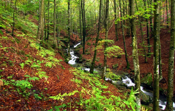 Быстрый ручей в лесу