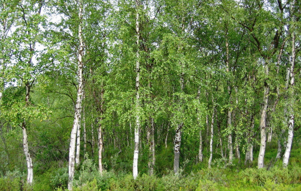 Летняя березовая роща