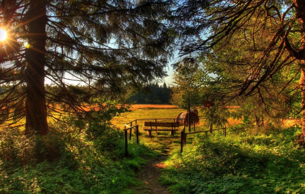 Летняя полянка